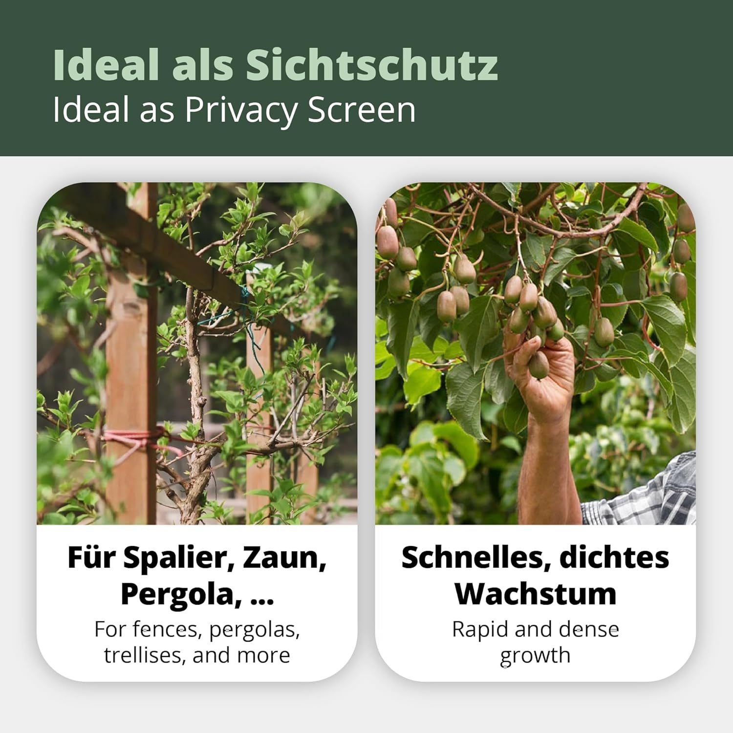 Kiwiri'S Kiwibeeren Quartett - 4 Kiwipflanzen (Actinidia Arguta) - Mini Kiwi - Sortengarantie Direkt Vom Züchter