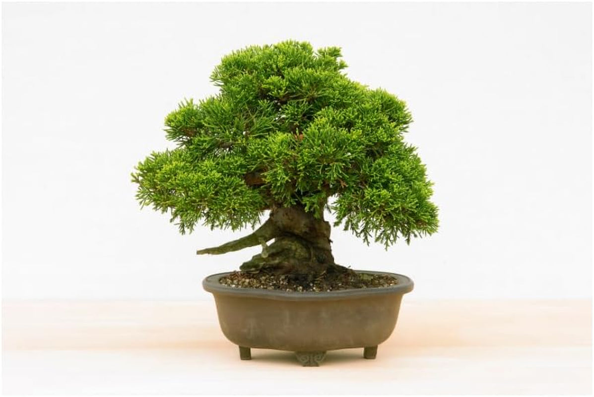 Speciale Bonsai