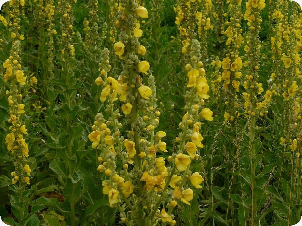 SAFLAX - Heilpflanzen - Großblumige Königskerze - 500 Samen - Mit Keimfreiem Anzuchtsubstrat - Verbascum Densiflorum
