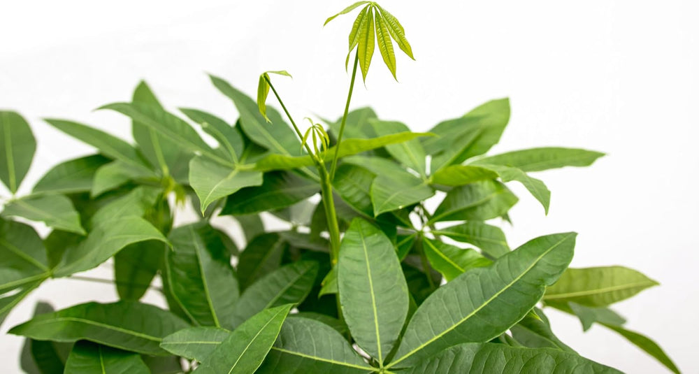 Trendyplants - Pachira Aquatica - Geldbaum - Zimmerpflanze - Höhe 130-150 Cm - Topfgröße Ø24Cm