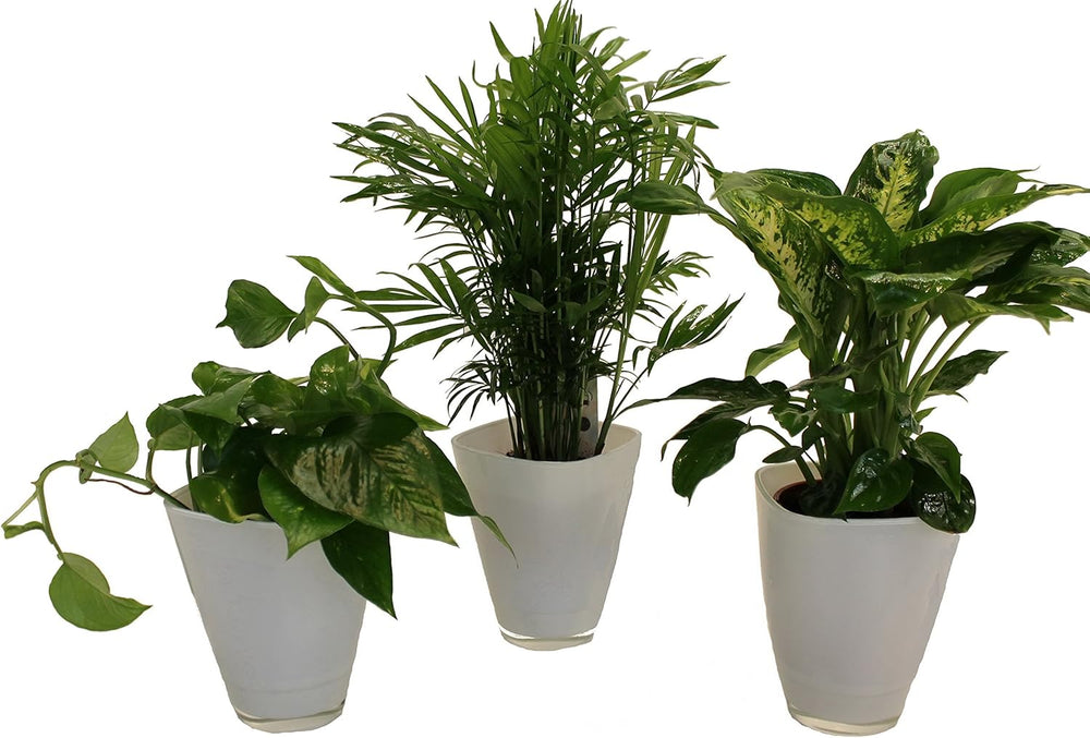 , Zimmerpflanzen Tropic-Trio, Efeutute, Zimmerpalme Und Dieffenbachia