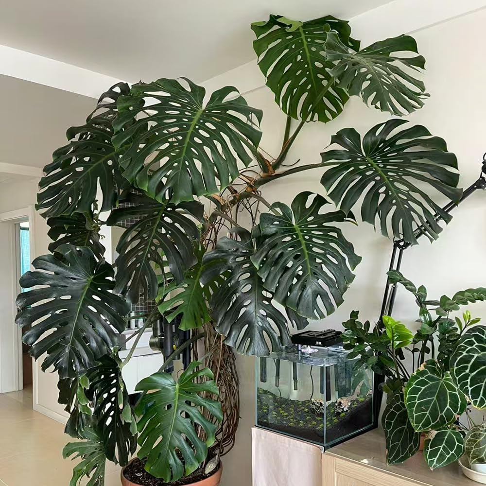 Monstera Pflanze Samen Dachbegrünung Samen Indoor Garten Monstera Samen Zimmerbonsai Bonsai Dekoration Wohnzimmer Kräutersamen Dekopflanzen Gartenpflanzen Winterhart - Seltene 20Pcs