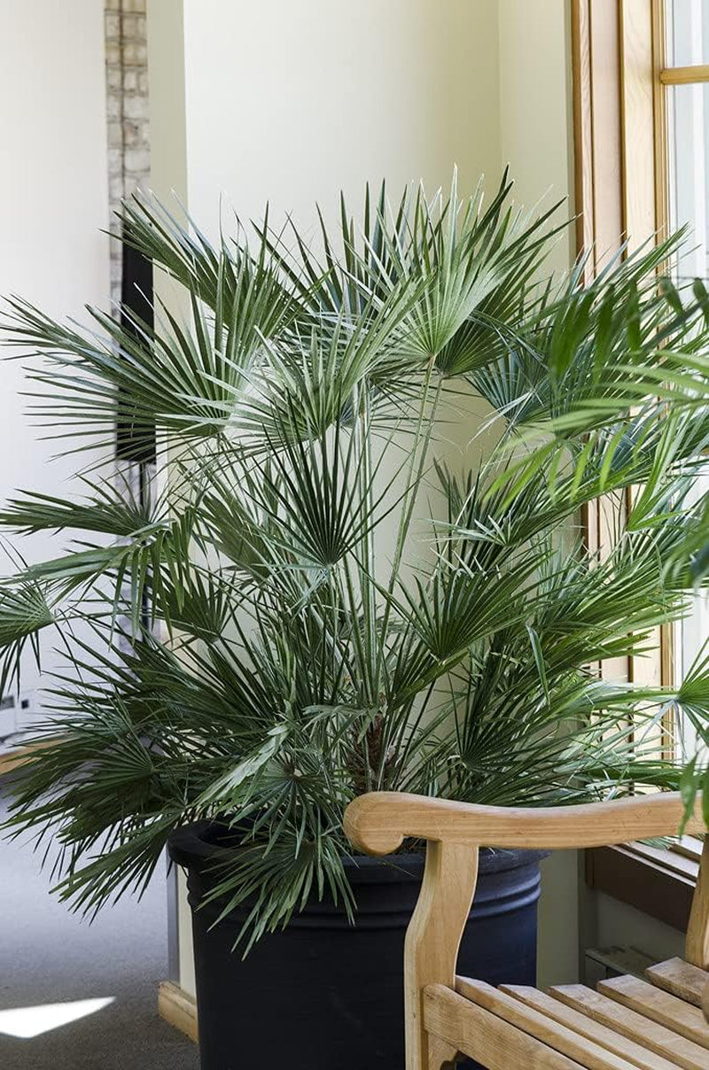 Bloomique - 2Er Set - Chamaerops Humilis - Europäische Zwergpalme - Palmen Winterhart Draußen - Höhe 50-60 Cm - Topf 15 Cm