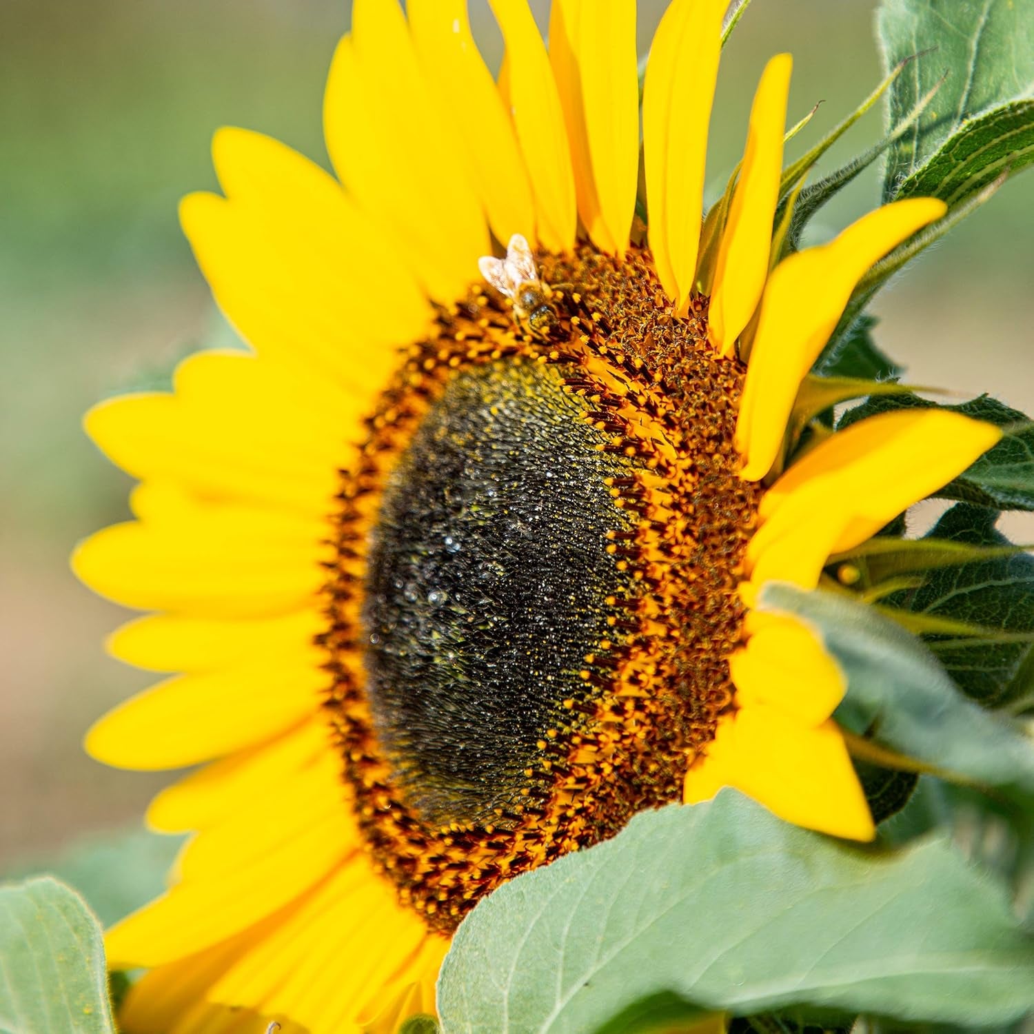 Gule diskossolsikkefrø (Helianthus annuus): Premium solsikkefrø, solsikkefrø til dyrkning af omkring 20 solsikkeplanter - insektvenlige blomsterfrø fra OwnGrown