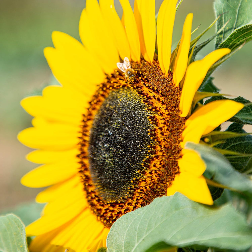 Gule diskossolsikkefrø (Helianthus annuus): Premium solsikkefrø, solsikkefrø til dyrkning af omkring 20 solsikkeplanter - insektvenlige blomsterfrø fra OwnGrown