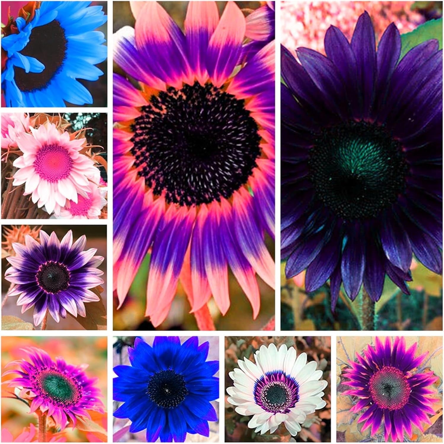 Blomsterløgblanding, Mystery Magic Bulb, Hårdfør plantning, Vinterhårdfør flerårig blomsterløg, Hårdføre løg - 3 orkidéløg