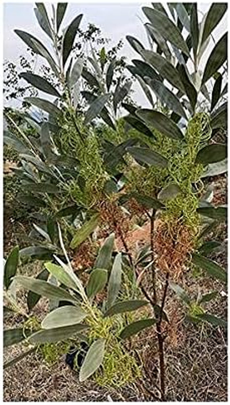 Stk - 20X Acacia Holosericea Akazien Acacieae Sträucher Garten Pflanzen - Samen ID267 -
