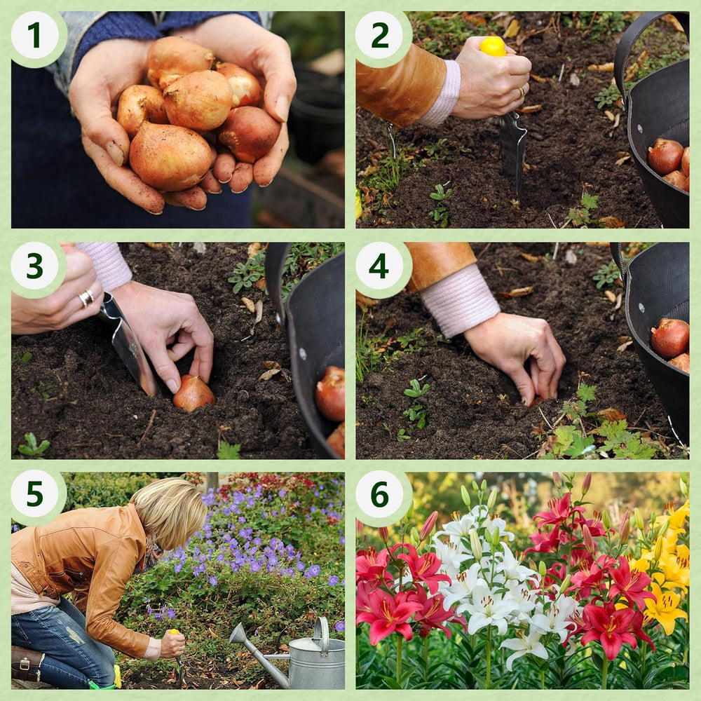 Giant Lily Bulbs Hardy Tree Collection - Hardy Blomsterløg - Pakke med 15 i 5 sorter og farver - Holland Mix til haveplantning (ikke frø, ikke kunstige)