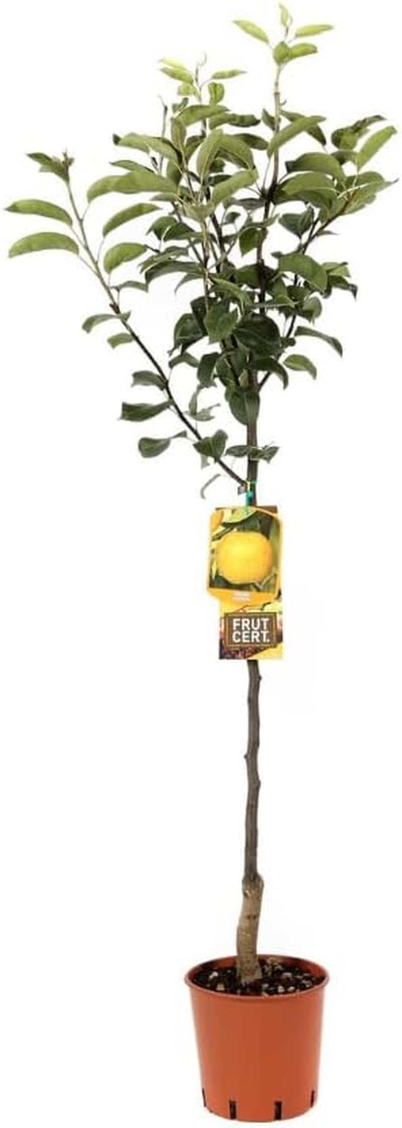Nashi Shinseik - Obstpflanzen Antik Auf Blumentopf Einer Vase Von 26 - Baum Max 200 Cm – 4 Jahre Anbau Italien
