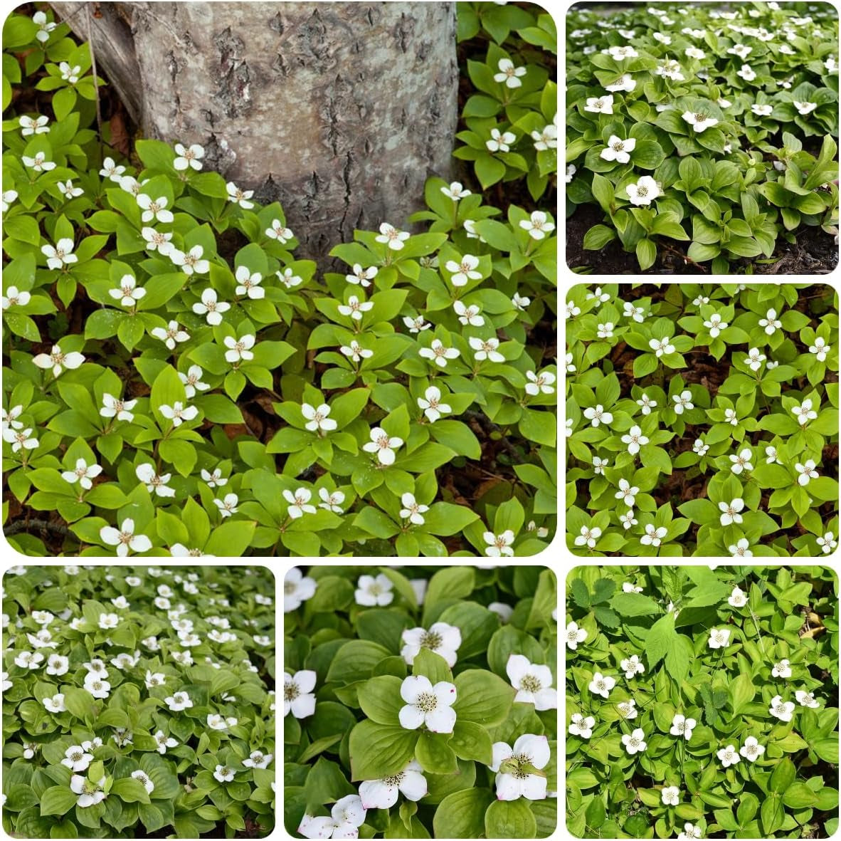 Teppichhartriegelsamen, Winterhart, Balkon, Wild, Mehrjährig Garten, 100Pcs