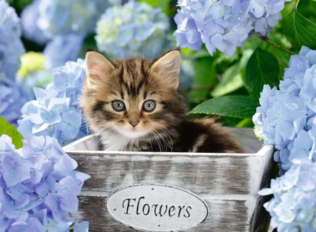 Puzzle pentru copii Ravensburger - 12894 Little Cat - Puzzle cu animale pentru copii începând cu vârsta de 9 ani, cu 300 de piese în format XXL Puzzle Naty Shop