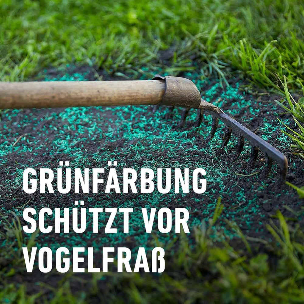 COMPO SAAT Trocken-Rasen, Hitze- Und Trockenverträgliche Rasensamen/Grassamen Für Trockene Und Sonnige Standorte, 2 Kg, 80 M²