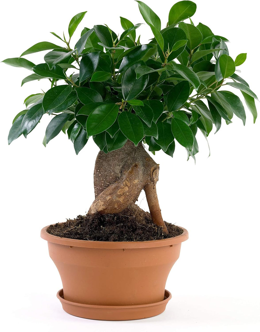 Bloomique - Ficus Ginseng - Bonsai Baum - Zimmerpflanzen - Pflegeleicht - Luftreinigend - Höhe 30-40 Cm - Topf 17 Cm