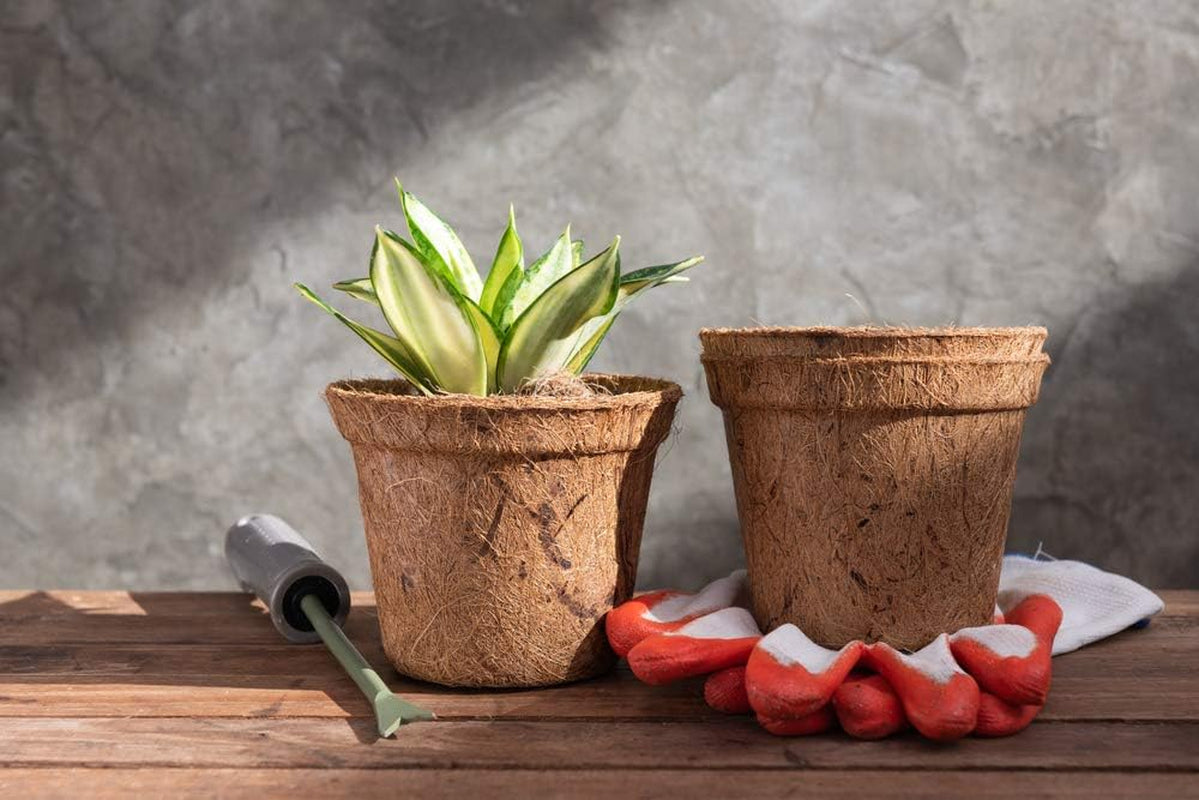 Bloomique - Sansevieria Superba - Bogenhanf - Sukkulenten - Zimmerpflanzen - Sehr Pflegeleicht - Höhe 20-30 Cm - Topf 9 Cm