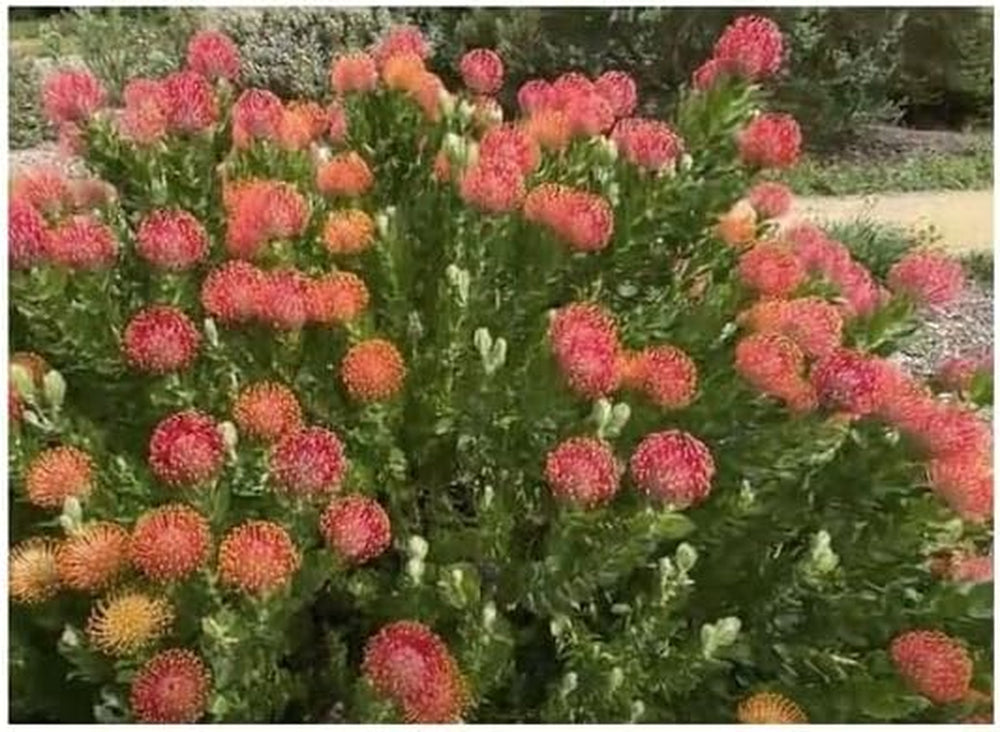 Stk - 5X Leucospermum Patersonii Nadelkissen Strauch Pflanzen - Samen B1710 -