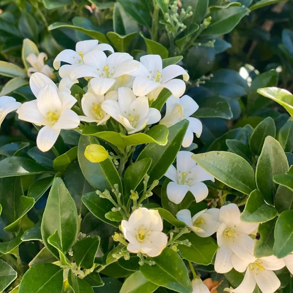 Murraya Exotica, Immergrüne Sträucher Kräutersamen, Balkonpflanzen Balkon Kräutergarten Exotische Stauden Winterhart Mehrjährig 60Samen