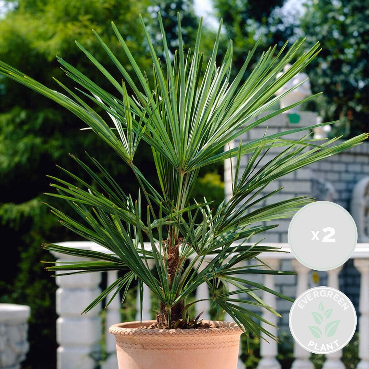 Bloomique - 2Er Set - Washingtonia Robusta - Mexikanische Fächerpalme - Palme - Winterharte Balkonpflanzen - Gartenpflanzen Winterhart - Höhe 80-100 Cm - Topf 21 Cm