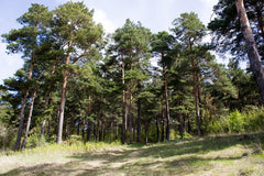 50 Samen Waldkiefer Pinus Sylvestris, Baum Samen, Nadelbaum, Föhre, Gewöhnliche