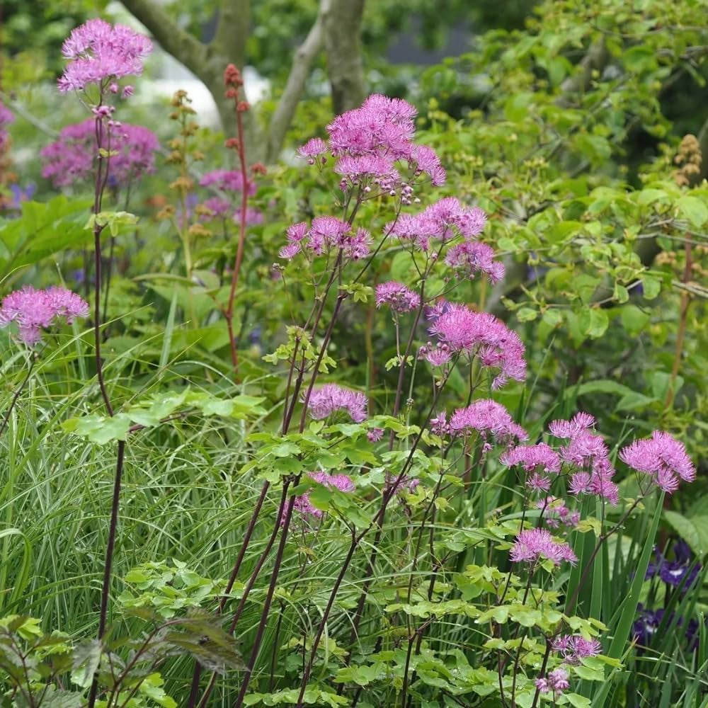 Thalictrum Aquilegifolium Exotische Winterhart Küchenkräuter Balkonpflanzen Mehrjährig Blumenwiese, Gartendeko Für Draußen 300Samen