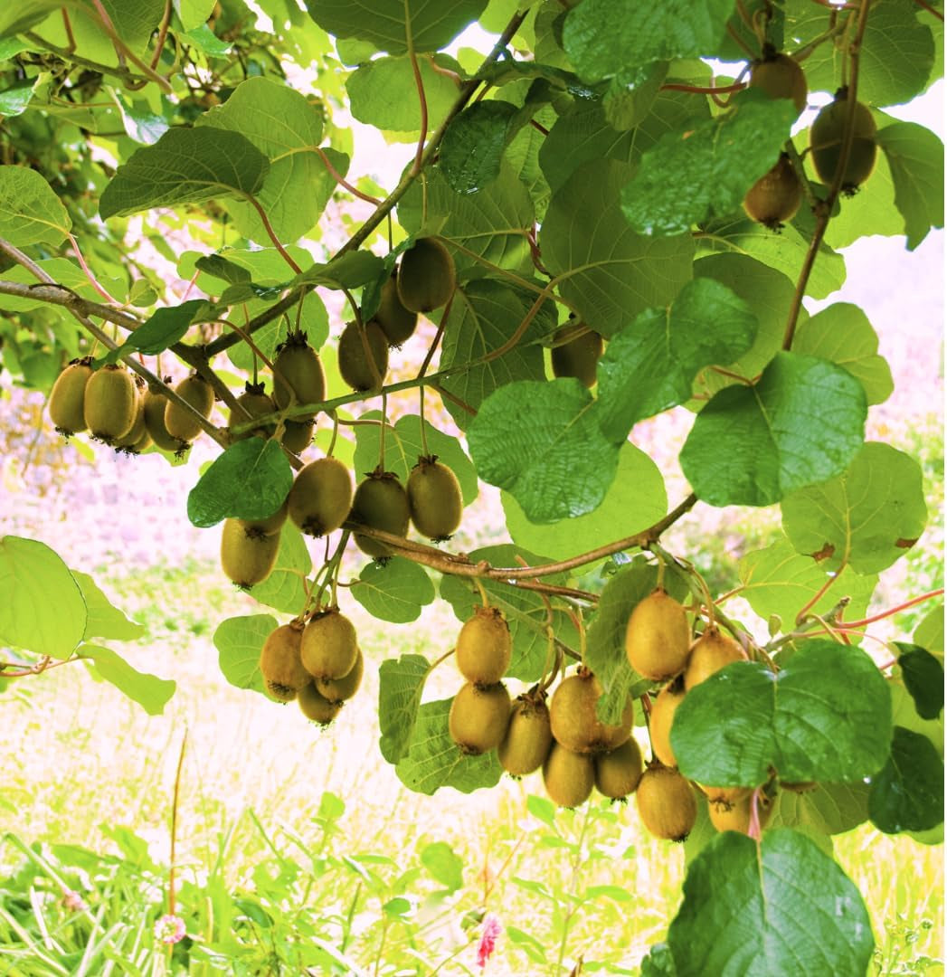 Kiwi Actinidia Männlicher Bestäuber Auf Blumentopf 20-170 Cm - 2 Jahre