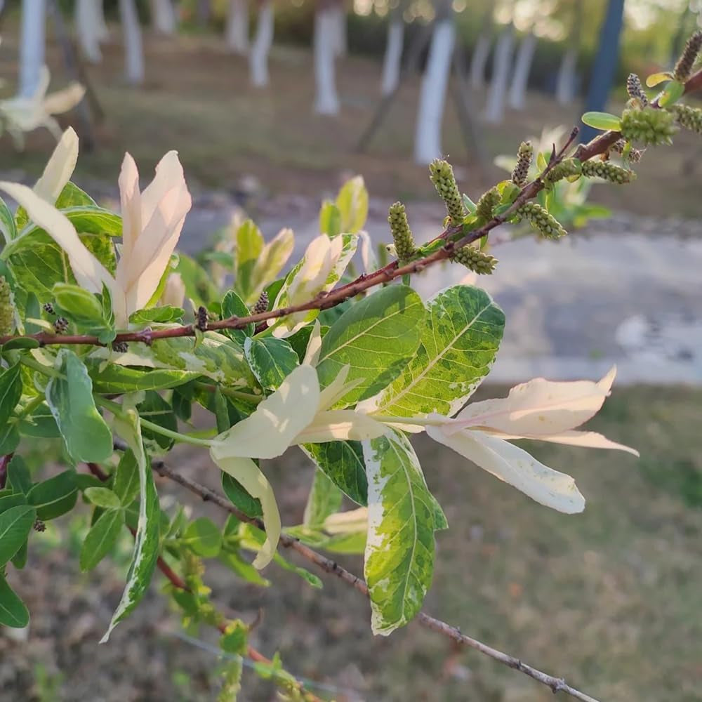 Harlekinweidesamen, Immergrüne Winterhart Salix Integra, Hochbeet Exotische Sträucher Garten Baumsamen Schnell Wachsende 250Pcs