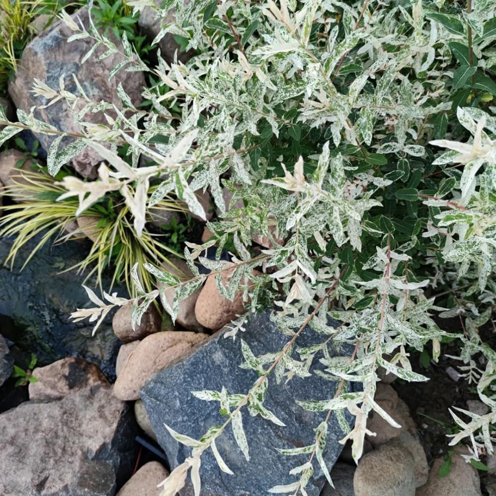 Harlekinweide - Garten Salix Integra - Schnell Wachsende Sträucher Baumsamen Sträucher Winterhart Gartenarbeit Geschenk Hochbeet Topfpflanzen Draußen Winterhart 20Samen