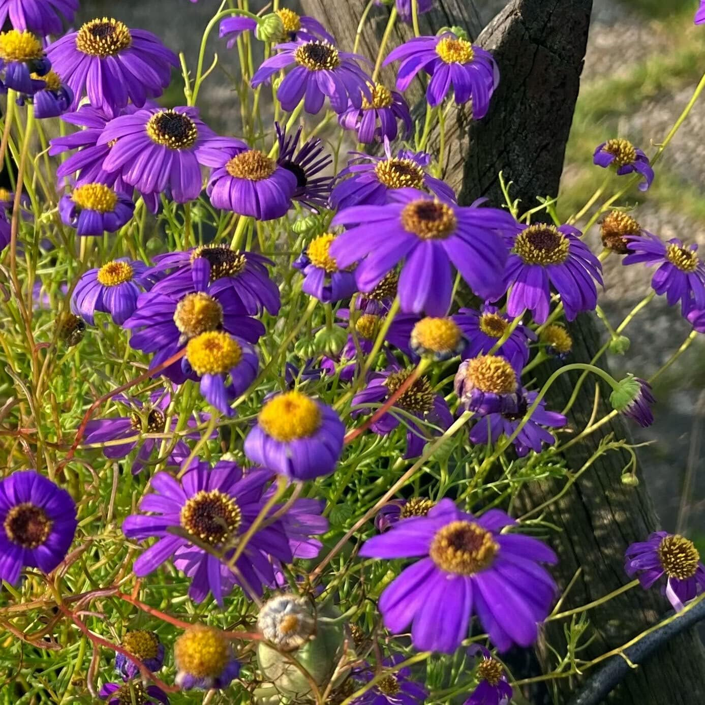 Blå marguerit (Brachyscome iberidifolia) ca. 500 frø af årlig balkonblomst, langblomstrende potteplante, sommerblomst