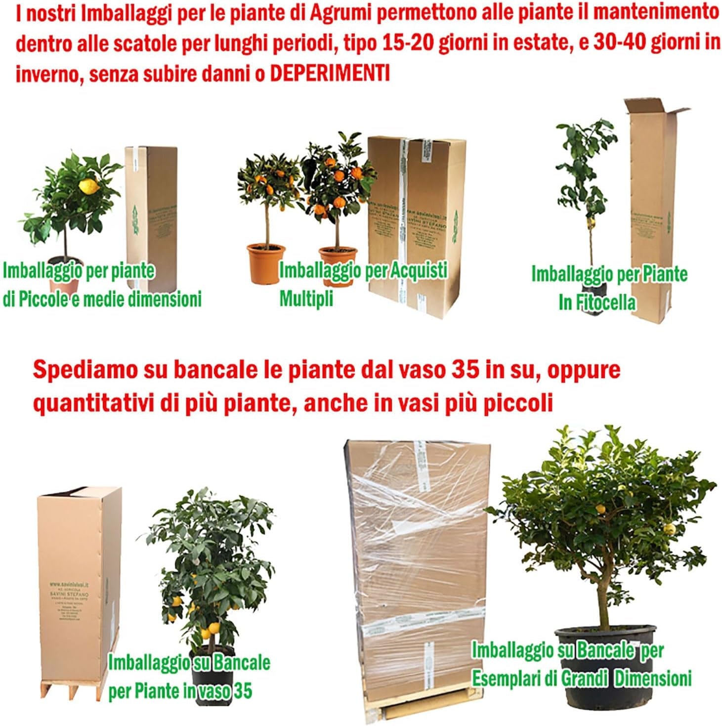 SAVINI VIVAI Zitronenpflanze, Grüner Kaviar, Faustrime, Zitrusbaum, Fingerlimette, Zitronensetzling Im Topf, 20 Cm, Höhe 50–70 Cm, 2 Jahre Veredelung, Hergestellt in Italien