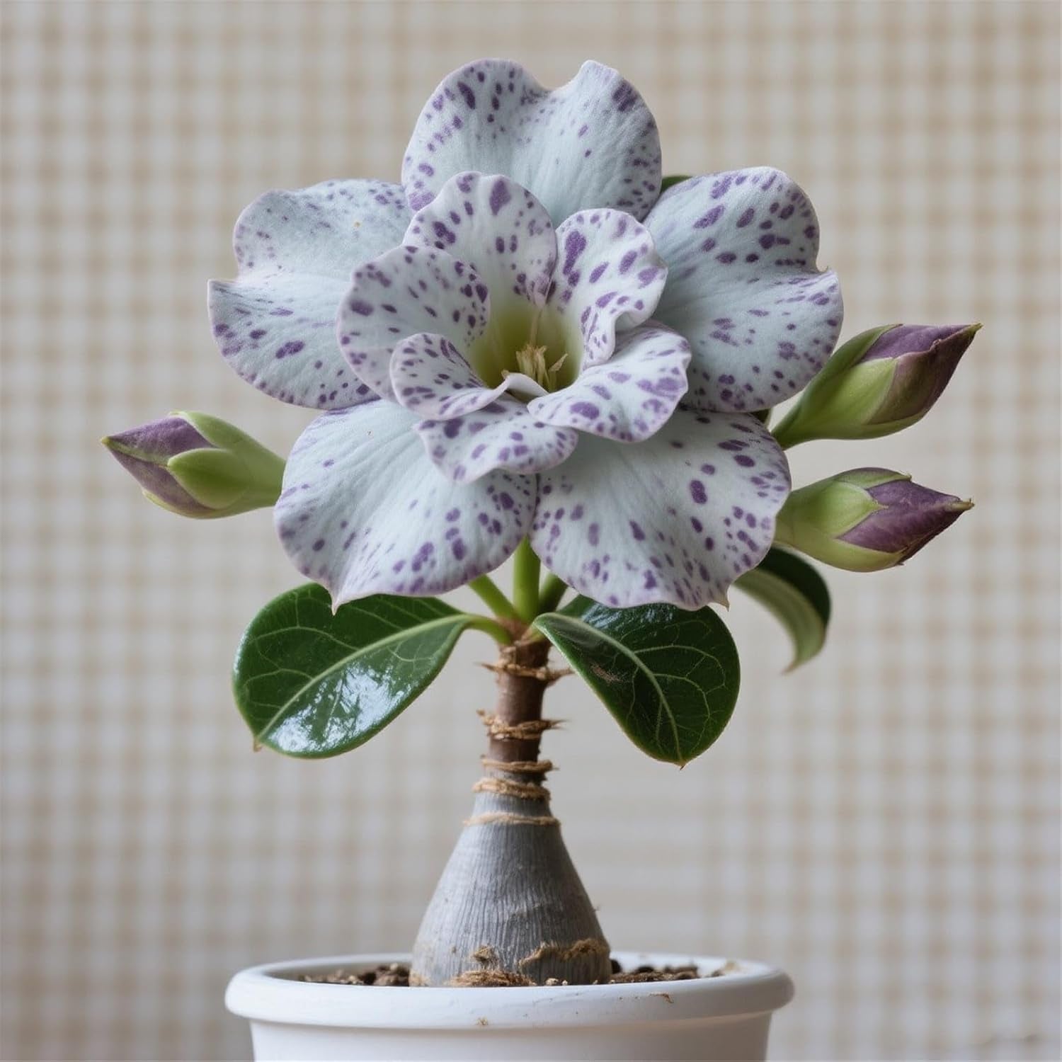 Lebende Pflanzen,Winterhart pflanzen, Mehrjährige Blumenzwiebel ist winterhart, Mysteriöse magische Glühbirne, Blumenzwiebel Mix,3 år-1 Wüstenrose knollen -I