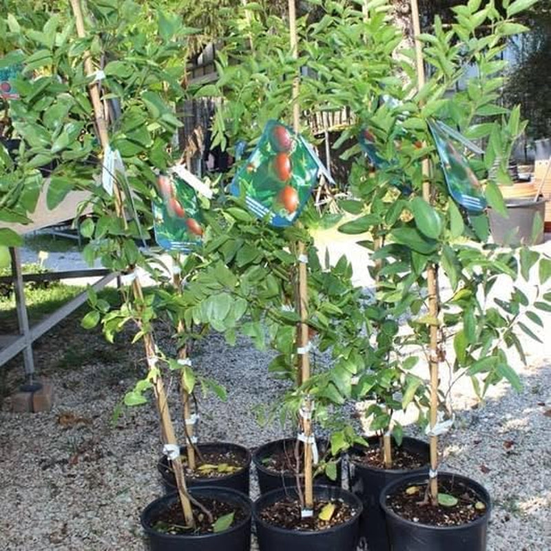 Giuggiolo Giuggiole Chinesisch - Obstpflanze Antik Auf Blumentopf 26 - Baum Max 160 Cm – Anbau Italien
