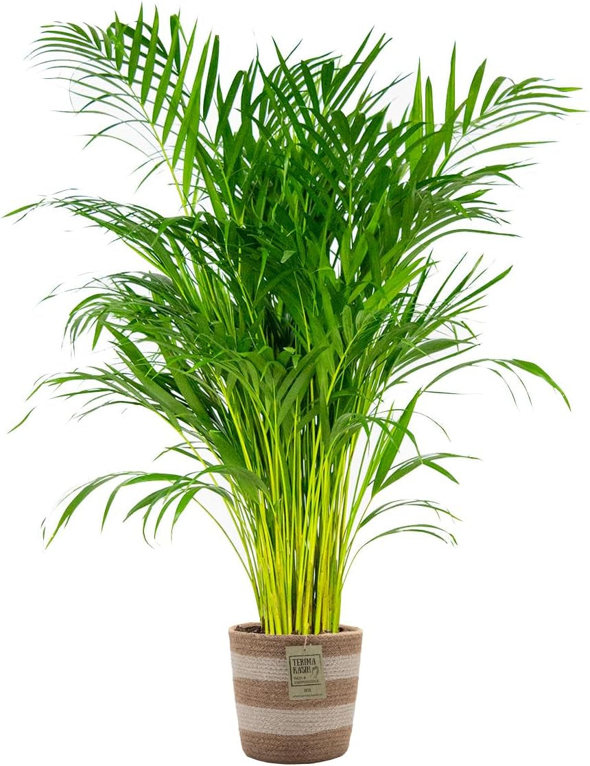 Bloomique - Dypsis Lutescens - Goldfruchtpalme - Areca Palme - Zimmerpflanzen Groß - Pflegeleicht - Haustierfreundlich - Höhe 100-120 Cm - Topf 21 Cm