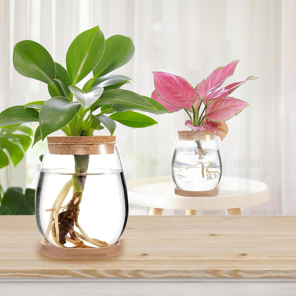 Hydroponic Plant Grow Station 12x11cm Avocado frøvase Glasplantekasse Hydroponisk glasvase til vandplanter eller blomster Skrivebordsdekoration 2 stk.