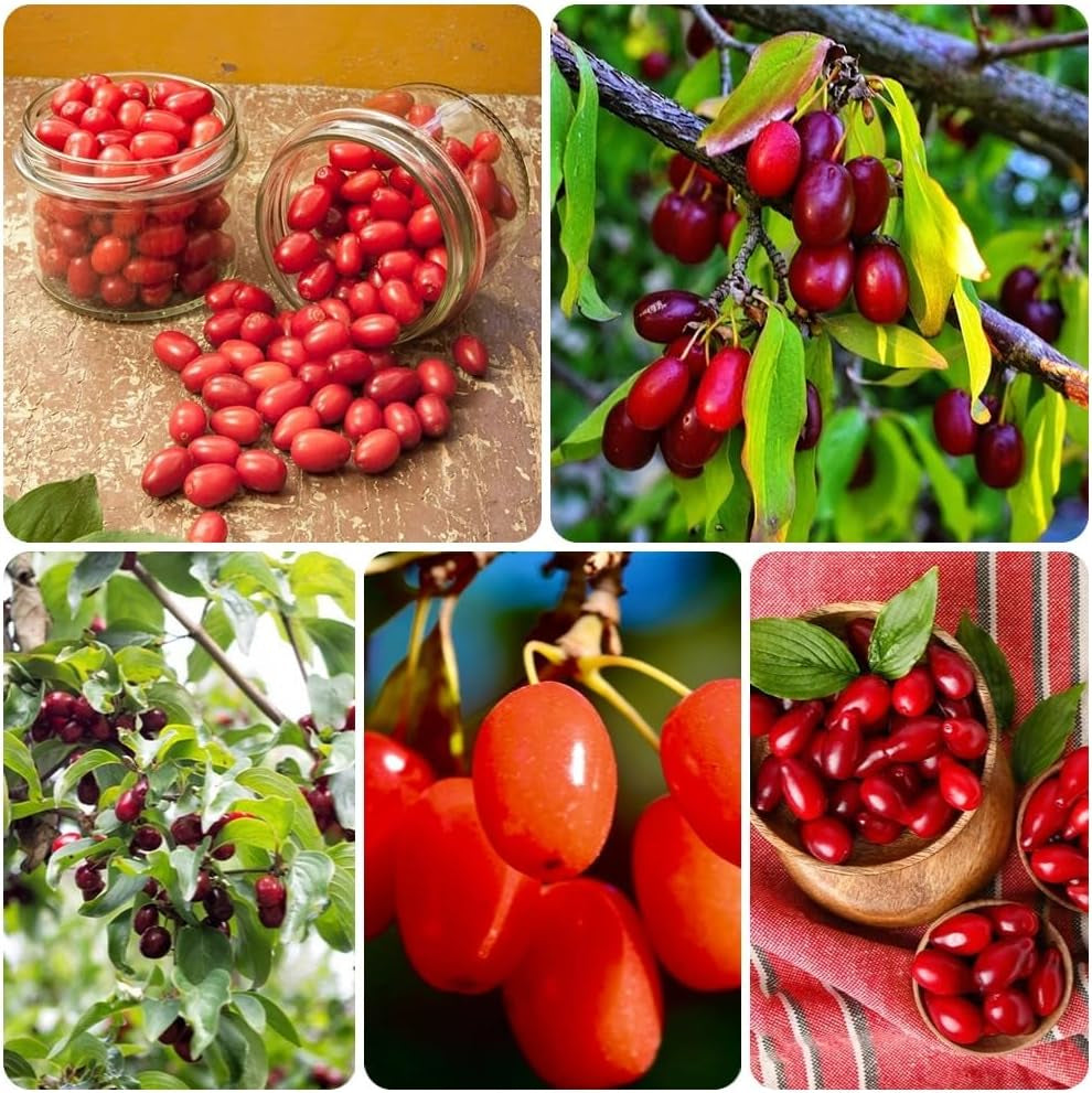 Kornelkirsche, Zwergobstbäume Winterhart Cornus Officinalis, Wildkräuter Balkon Obstbäume 100Samen