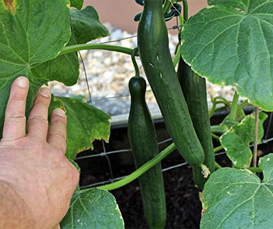 Superstar F1 Gurkensamen Von Bobby-Seeds Portion