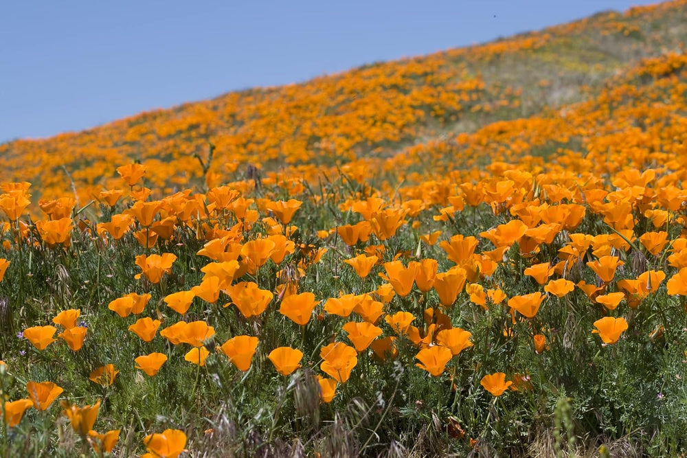 1000 californiske valmuefrø (Eschscholzia californica), vildblomsteng, bi-græsgang.