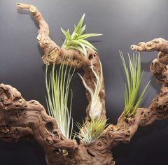 Tillandsien 8Er-Mix, Tillandsia Bromeliengewächs