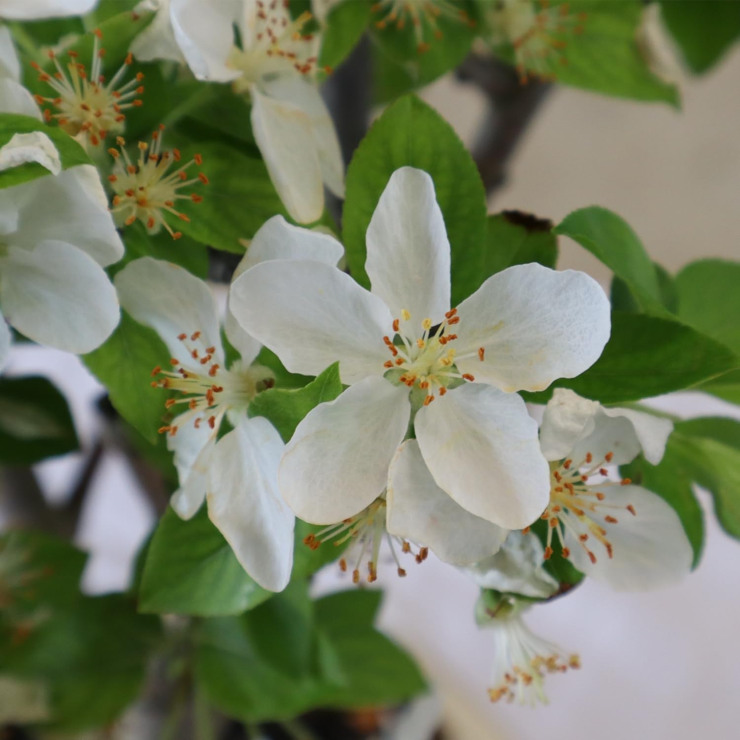 KENTIS - Apfelbaum Bonsai - Malus Evereste - Echte Bonsai Obstbaum - Winterharter Outdoor Pflanzen - Hoch 35-45 Cm Keramiktopf 26 Cm