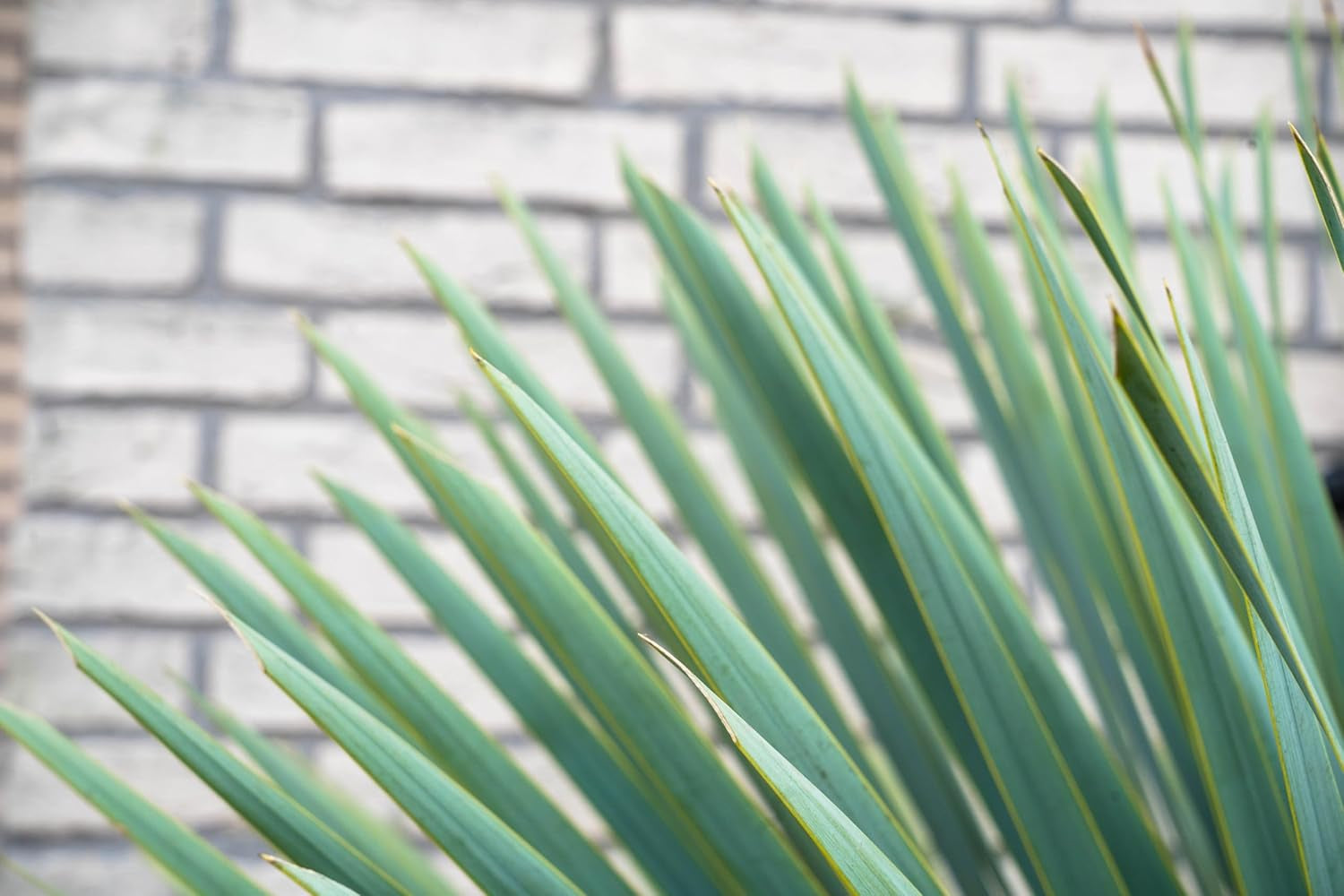 Trendyplants - Yucca Rostrata Am Stamm - Winterhart - Gartenpflanze - Höhe 60-80 Cm - Topfgröße Ø30Cm