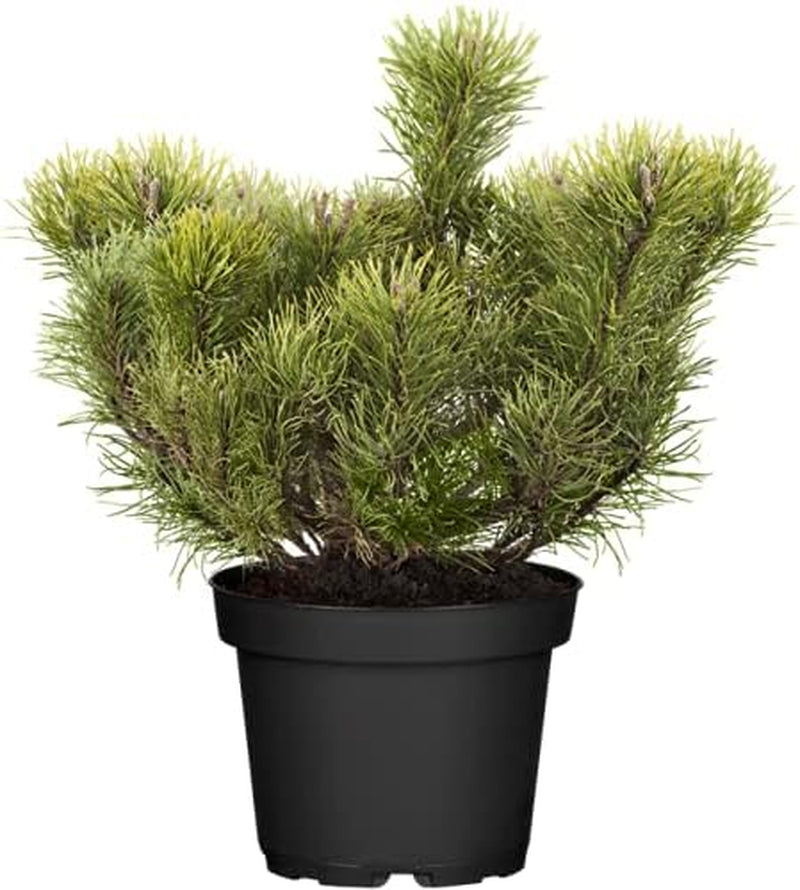 Pinus Mugo Var. Mughus 20–30 Cm, 3 L Container – Winterhart, Immergrün, Pflegeleicht – Bergkiefer – Ziergehölz Für Steingarten & Kübel