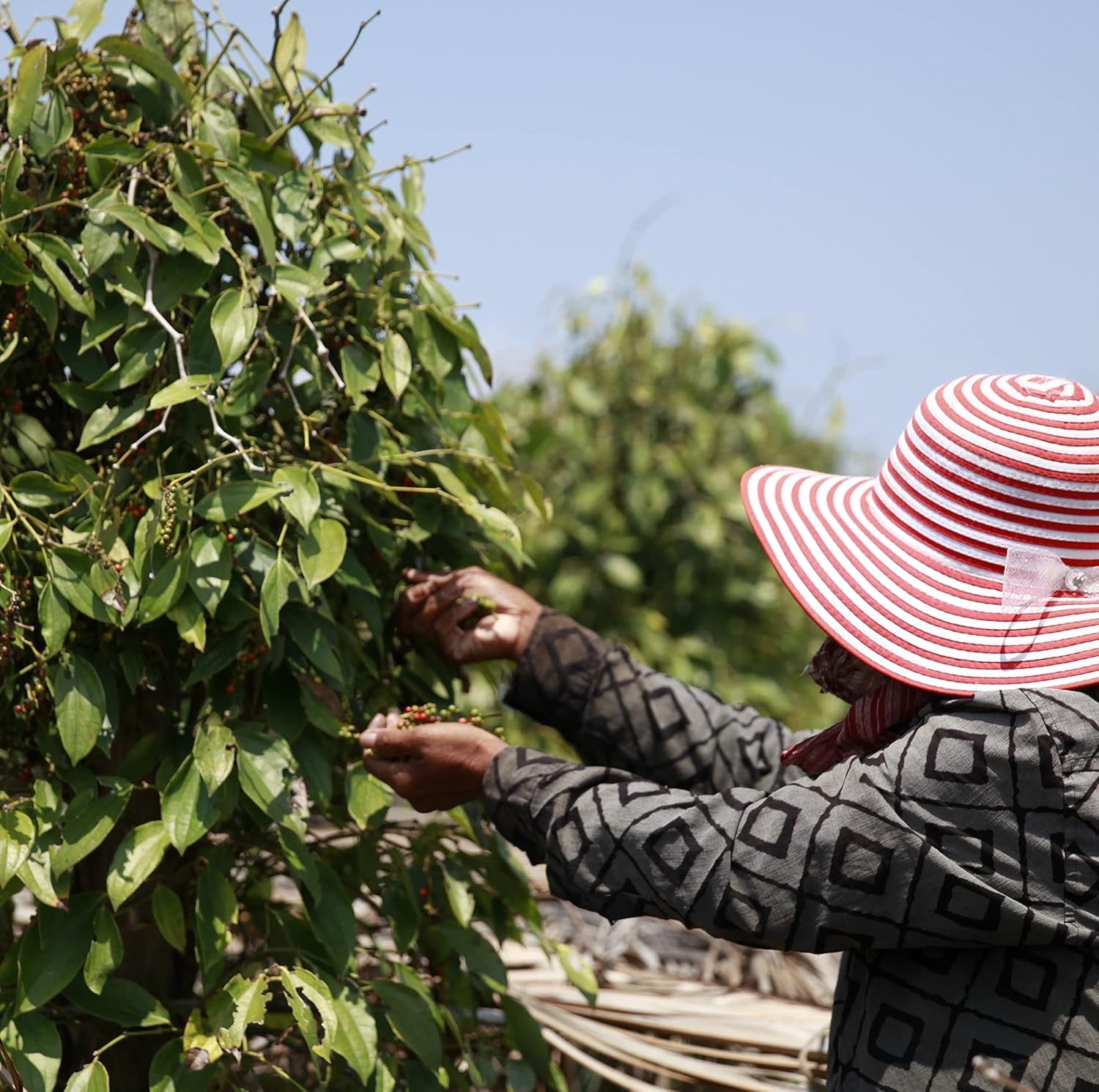 Spicebar Roter Kampot Pfeffer, Premium Auslese fra Kambodscha (1 x 70g)