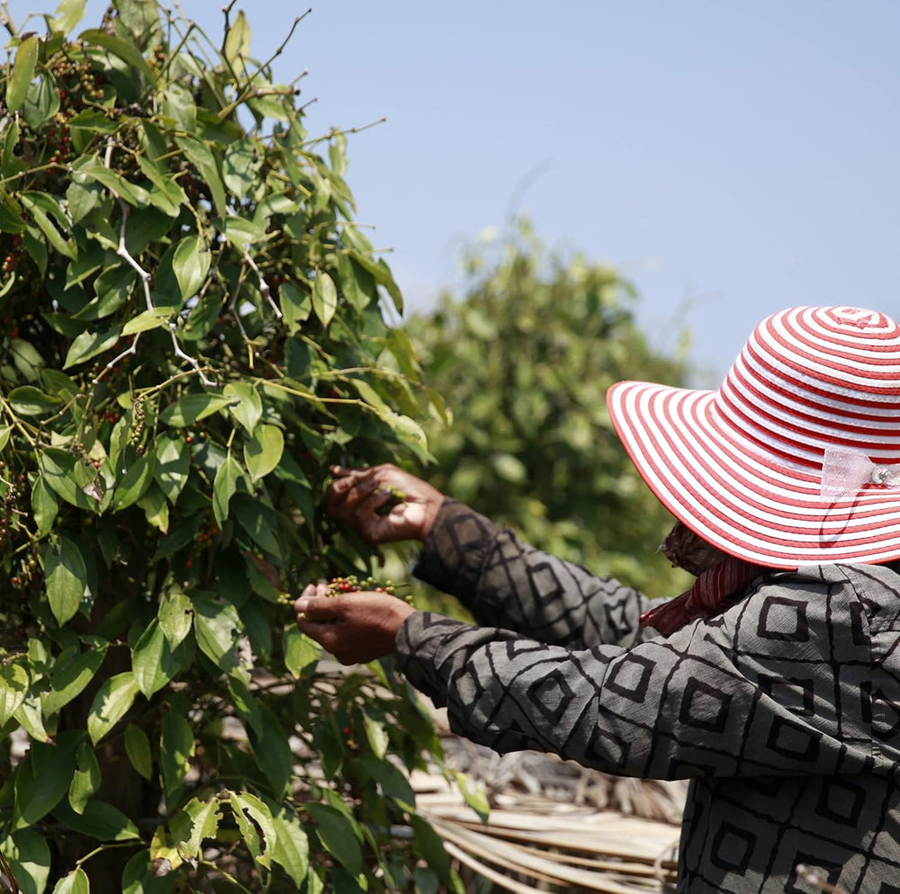 Spicebar Roter Kampot Pfeffer, Premium Auslese fra Kambodscha (1 x 70g)