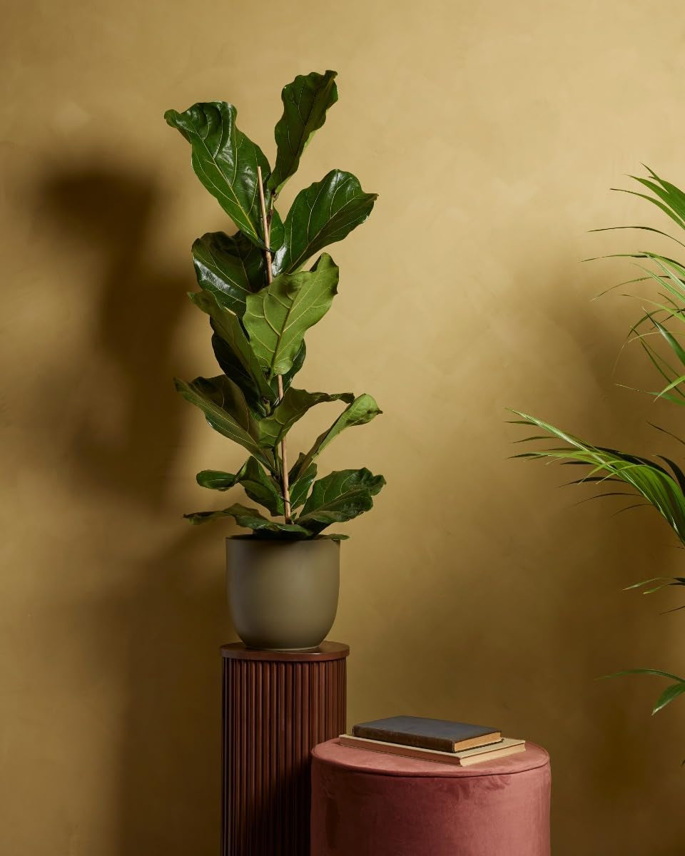 Ficus Lyrata (Feigen) - Zimmerpflanzen, Pflanzen Echt, Nachhaltige Verpackung Geigen-Feige- 21Cm Topf - Höhe 110Cm - Direkt Von Der Gärtnerei