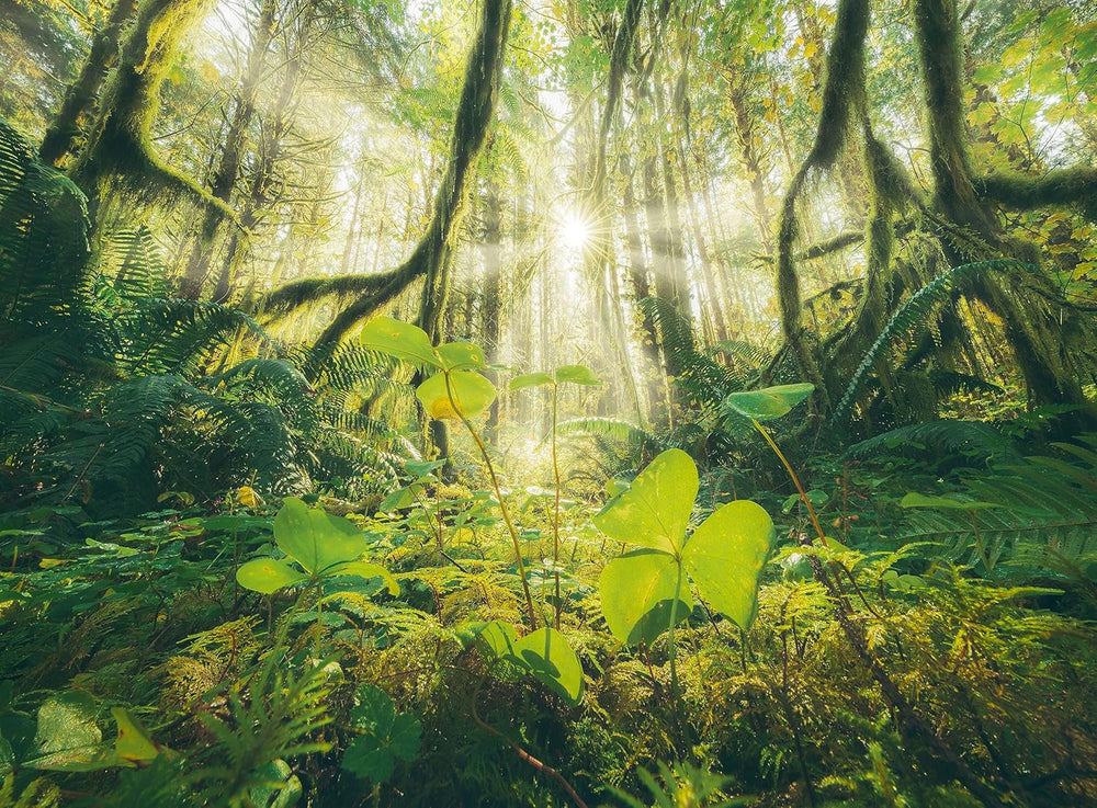 Ravensburger Puzzle - 4 Seasons - 4X 500 piese puzzle jigsaw pentru adulți și copii cu vârsta de peste 12 ani Puzzle Naty Shop