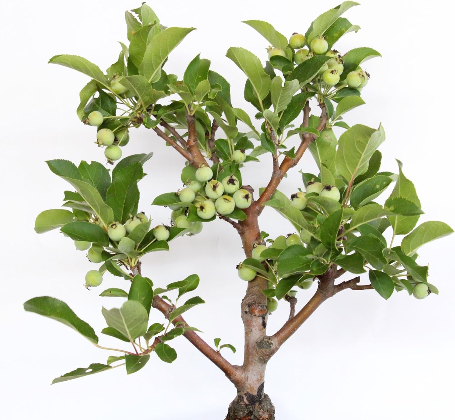 KENTIS - Apfelbaum Bonsai - Malus Evereste - Echte Bonsai Obstbaum - Winterharter Outdoor Pflanzen - Hoch 35-45 Cm Keramiktopf 26 Cm