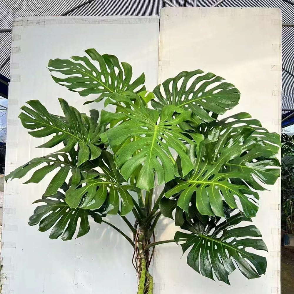 Monstera Pflanze Samen Dachbegrünung Samen Indoor Garten Monstera Samen Zimmerbonsai Bonsai Dekoration Wohnzimmer Kräutersamen Dekopflanzen Gartenpflanzen Winterhart - Seltene 20Pcs