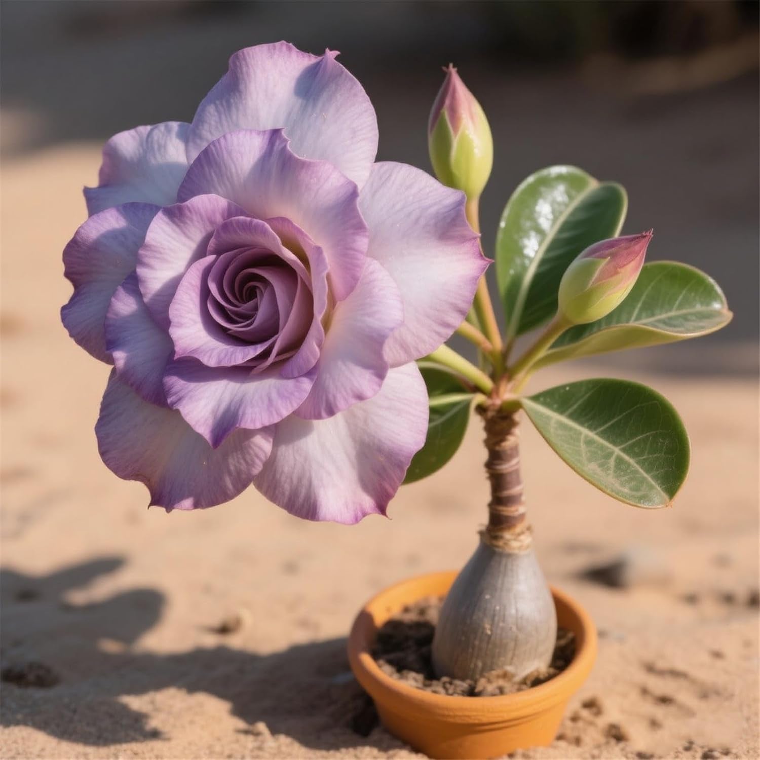 Lebende Pflanzen,Winterhart pflanzen, Mehrjährige Blumenzwiebel ist winterhart, Mysteriöse magische Glühbirne, Blumenzwiebel Mix,3 år-1 Wüstenrose knollen -I