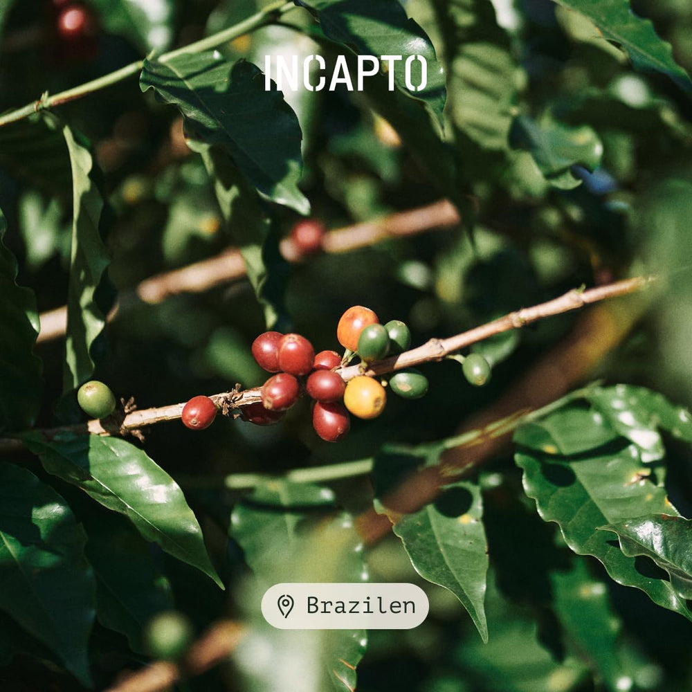 Incapto Ganze Entkoffeinierte Kaffeebohnen | Ohne Chemikalien | Mischung aus 100% Arabica-Kaffee aus Brasilien | Ungemahlen Espresso Bohnen | Swiss Water Decaf Coffee, Packung 500g