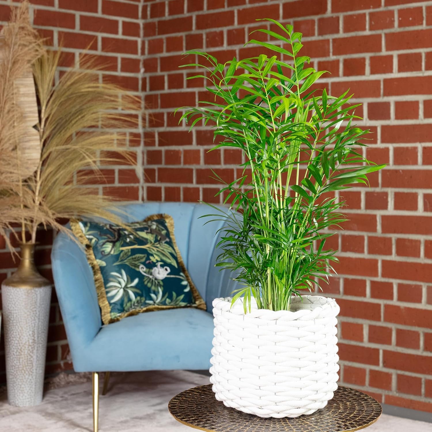 Bergpalme - Pflegeleichte Zimmerpflanze, Chamaedorea Elegans - Höhe Ca. 55 Cm, Topf-Ø 17 Cm