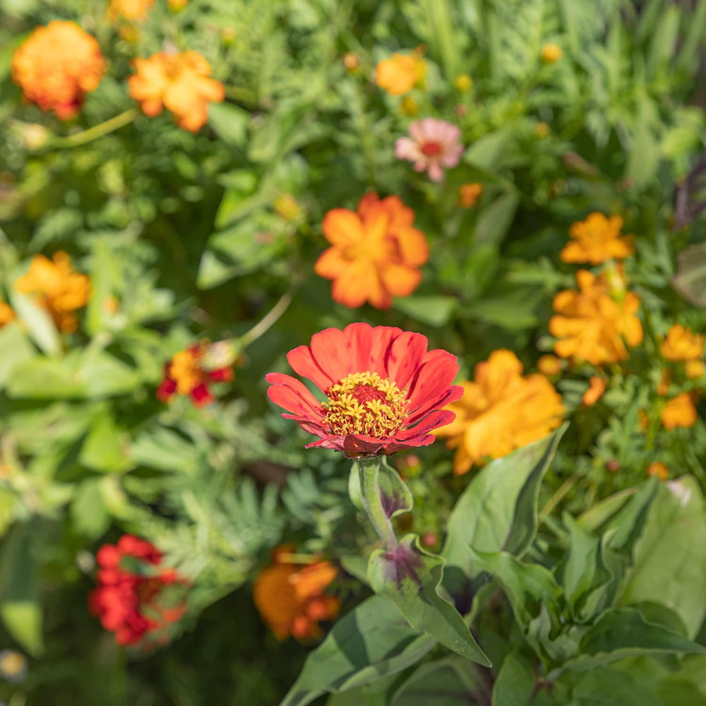 Farverig balkonblomstblanding - 2 premium balkonblomstfrømåtter Let at dyrke sommerblomster og vilde blomsterfrø fra egendyrkede insektvenlige etårige frø
