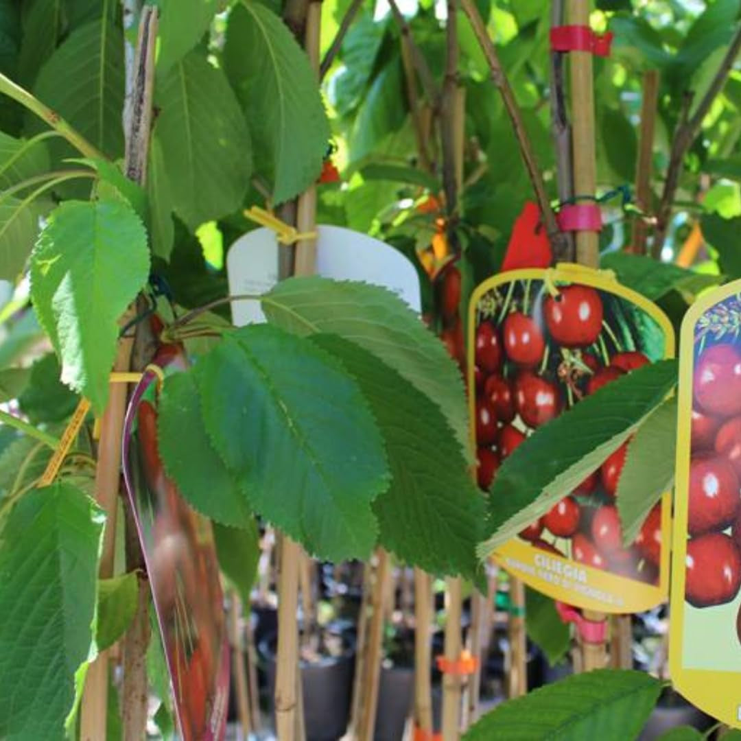 Süßkirschbaum Bigarreau Moreau – Obstpflanze Im Topf Ø Ab 24/26 Cm, Höhe 160-180 Cm, Alter: 4 Jahre – Italienische Baumschule